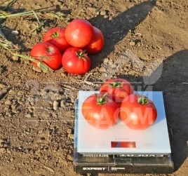 Семена томатов Йолнар F1 / Yolnar F1,65-67 дней купить оптом и в розницу в Украине по выгодной цене