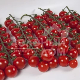 Семена томатов Итиро F1 (КС 4559 F1) / Іtiro F1 (KS 4559 F1),105-115 дней купить оптом и в розницу в Украине по выгодной цене