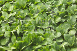 Насіння салату Діона / Dione купити оптом і в роздріб в Україні за вигідною ціною