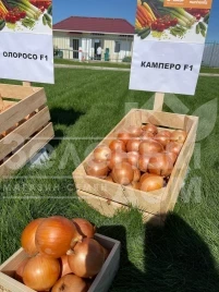 Лук репчатый Камперо F1 / Campero F1,100-105 дней купить оптом и в розницу в Украине по выгодной цене