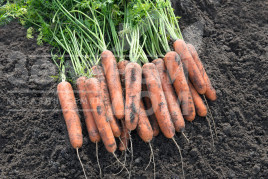 Насіння моркви Натуна F1 / Natuna F1,117 днів купити оптом і в роздріб в Україні за вигідною ціною