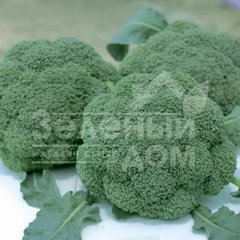 Семена капусты брокколи Баро Стар F1 / Baro Star F1,65-70 дней купить оптом и в розницу в Украине по выгодной цене