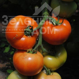 Насіння томатів Рок F1 / Rock F1,62-65 днів купити оптом і в роздріб в Україні за вигідною ціною