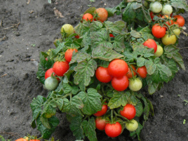 Насіння томатів Вілма / Vilma купити оптом і в роздріб в Україні за вигідною ціною