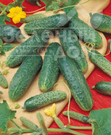 Насіння огірків Астерікс F1 / Asterix F1,45-48 днів купити оптом і в роздріб в Україні за вигідною ціною