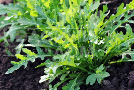 Насіння руколи Рокет салат / Rocket salat,20-24 дні купити оптом і в роздріб в Україні за вигідною ціною