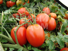Насіння томатів Галера / Galera купити оптом і в роздріб в Україні за вигідною ціною