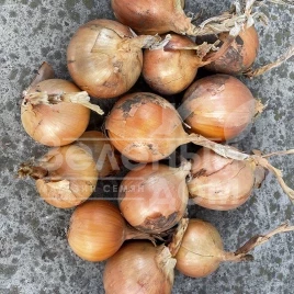 Лук репчатый Денди F1 / Dendi F1, 100 дней купить оптом и в розницу в Украине по выгодной цене