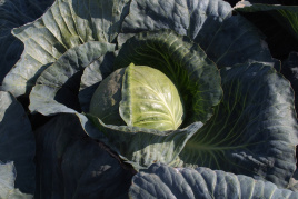 Насіння капусти білокачанної Магіон F1 / Magion F1,120-130 днів купити оптом і в роздріб в Україні за вигідною ціною