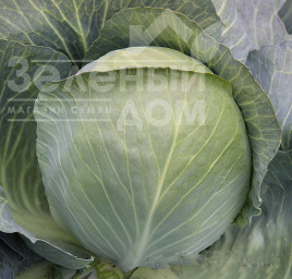 Насіння капусти білокачанної Асканія F1 / Askaniia F1,120-125 днів купити оптом і в роздріб в Україні за вигідною ціною