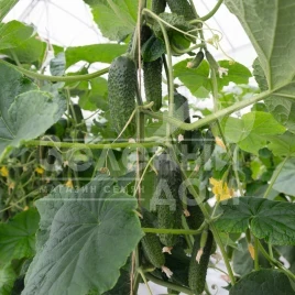 Семена огурцов Авион F1 / Avion F1,42-45 дней купить оптом и в розницу в Украине по выгодной цене