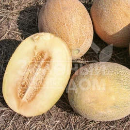 Семена дыни Анамакс F1 / Anamaks F1,55-60 дней купить оптом и в розницу в Украине по выгодной цене
