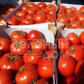 Семена томатов Матиас F1 / Matias F1,100-115 дней купить оптом и в розницу в Украине по выгодной цене