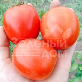 Семена томатов Форсаж F1 / Forsage F1,75 дней купить оптом и в розницу в Украине по выгодной цене
