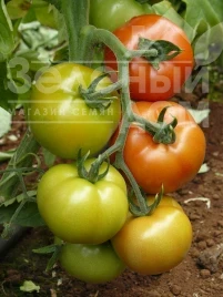 Семена томатов Саннерин F1 / Sannerin F1 купить оптом и в розницу в Украине по выгодной цене