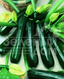 Семена кабачков Гамбит F1 / Gambit F1,40-45 дней купить оптом и в розницу в Украине по выгодной цене