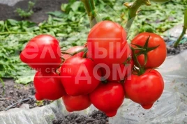 Насіння томату Агіліс F1 / Agilis F1, 90-95 днів купити оптом і в роздріб в Україні за вигідною ціною