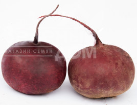 Насіння буряка Воєвода / Voievoda,110-120 днів купити оптом і в роздріб в Україні за вигідною ціною