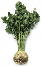 Насіння селери Мерга / Merga купити оптом і в роздріб в Україні за вигідною ціною