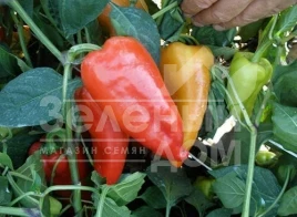 Семена горького перца Остри F1 / Ostri F1,55-65 дней купить оптом и в розницу в Украине по выгодной цене
