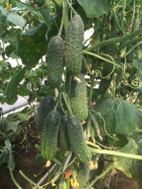 Насіння огірків Ромара F1 / Romara F1 купити оптом і в роздріб в Україні за вигідною ціною