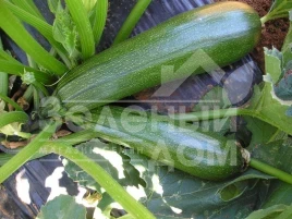 Семена кабачков Тармино F1 / Tarmino F1,45 дней купить оптом и в розницу в Украине по выгодной цене