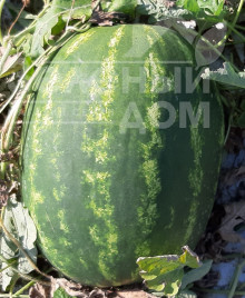 Насіння кавуна Марана F1 / Marana F1, 65-70 днів купити оптом і в роздріб в Україні за вигідною ціною