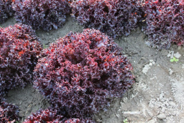 Насіння салату Лея / Lea купити оптом і в роздріб в Україні за вигідною ціною