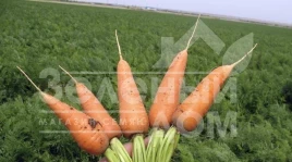 Семена моркови Шантане Редкор / Shantane Redkor,100-110 дней (SAKATA) купить оптом и в розницу в Украине по выгодной цене