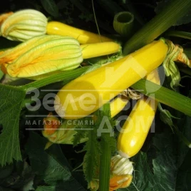 Семена кабачков Мери Голд F1 / Meri Gold F1,40-45 дней купить оптом и в розницу в Украине по выгодной цене