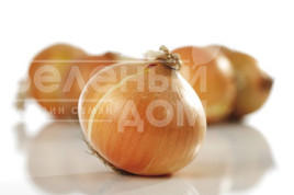 Цибуля ріпчаста Дагмар / Dagmar,110-120 днів купити оптом і в роздріб в Україні за вигідною ціною