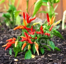 Семена сладкого перца Поупила / Poupila купить оптом и в розницу в Украине по выгодной цене