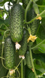 Насіння огірків Амарок F1 / Amarok F1,45-50 днів купити оптом і в роздріб в Україні за вигідною ціною