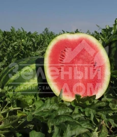 Семена арбуза Кримсон Руби F1 / Cromson Ruby F1,65-70 дней купить оптом и в розницу в Украине по выгодной цене