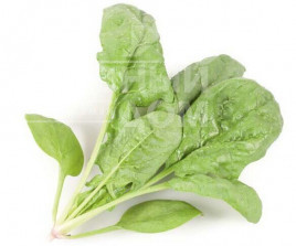 Насіння шпинату Муфлон F1 / Mouflon F1 купити оптом і в роздріб в Україні за вигідною ціною