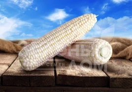 Семена кукурузы Моуссе F1 / Mousse F1, 71-75 дней купить оптом и в розницу в Украине по выгодной цене