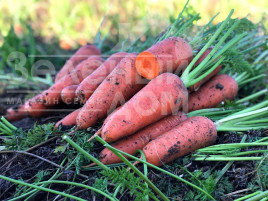 Насіння моркви Емперор F1 / Emperor F1,100-110 днів купити оптом і в роздріб в Україні за вигідною ціною