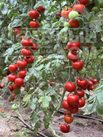 Насіння томатів Гранада F1 / Granada F1, 68-70 днів купити оптом і в роздріб в Україні за вигідною ціною