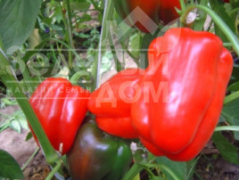 Насіння солодкого перцю Гігант F1 / Gigant F1,65-70 днів купити оптом і в роздріб в Україні за вигідною ціною