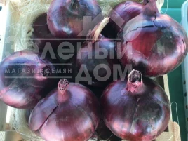 Насіння цибулі ріпчастої Таннат F1 / Tannat F1 купити оптом і в роздріб в Україні за вигідною ціною