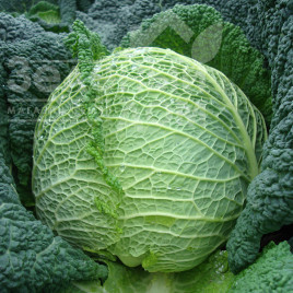 Насіння капусти савойської Турмалін F1 / Turmalin F1,140-145 днів купити оптом і в роздріб в Україні за вигідною ціною