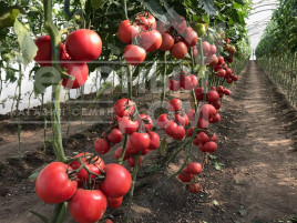 Насіння томатів Дінеро 082 F1 / Dinero 082 F1 купити оптом і в роздріб в Україні за вигідною ціною