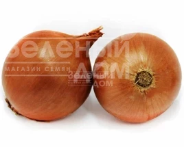 Лук репчатый Скайбел F1 / Skybell F1 купить оптом и в розницу в Украине по выгодной цене