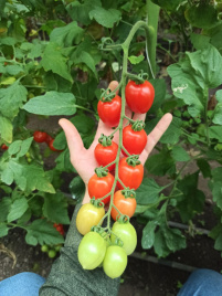 Насіння томатів Саморі F1 / Samori F1, 65-70 днів купити оптом і в роздріб в Україні за вигідною ціною