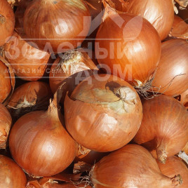 Цибуля ріпчаста Оленка F1 / Olenka F1 купити оптом і в роздріб в Україні за вигідною ціною