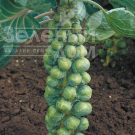 Насіння капусти брюссельської Абакус F1 / Abacus F1,110 - 115 днів купити оптом і в роздріб в Україні за вигідною ціною