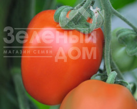 Насіння томатів Беніто F1 / Benito F1,65-68 днів купити оптом і в роздріб в Україні за вигідною ціною