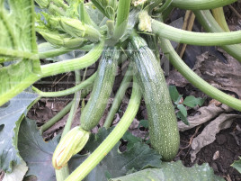 Насіння кабачків Селіена F1 / Celiena F1, 40-42 дні купити оптом і в роздріб в Україні за вигідною ціною