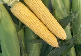 Насіння кукурудзи Мірза F1 / Mirza F1 купити оптом і в роздріб в Україні за вигідною ціною