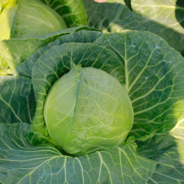 Насіння капусти білокачанної Беатрікс F1 / Beatriks F1 купити оптом і в роздріб в Україні за вигідною ціною